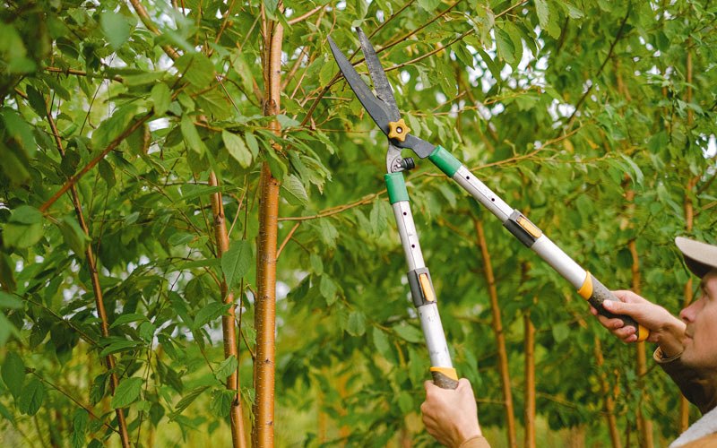 Tree trimming in Helper, UT
