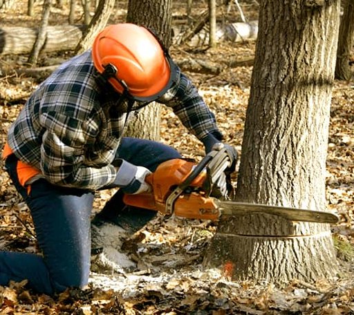 Tree Removal in Helper, UT